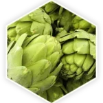 Artichoke Extract 