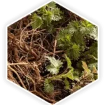 Nettle Root 