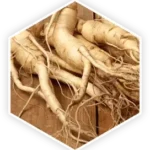 Panax Ginseng 